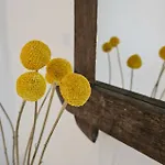 The Blooming House Makriotika