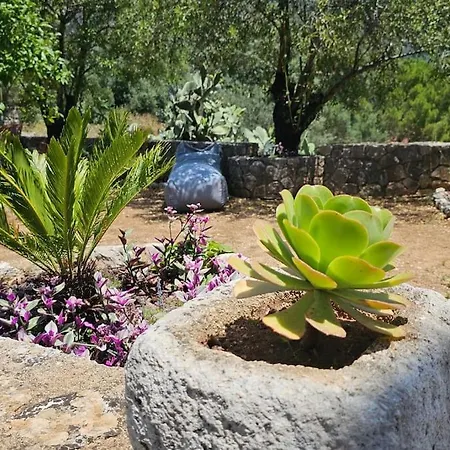 The Blooming House